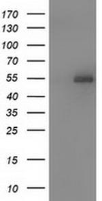 SNTA1 Antibody in Western Blot (WB)