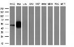 SNTA1 Antibody in Western Blot (WB)