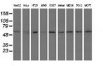 SNTA1 Antibody in Western Blot (WB)