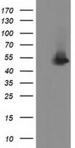 SNTA1 Antibody in Western Blot (WB)