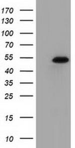 SNTA1 Antibody in Western Blot (WB)