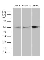 SNX4 Antibody in Western Blot (WB)