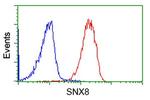 SNX8 Antibody in Flow Cytometry (Flow)