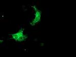 SNX8 Antibody in Immunocytochemistry (ICC/IF)