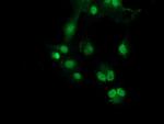 SNX8 Antibody in Immunocytochemistry (ICC/IF)