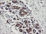 SNX8 Antibody in Immunohistochemistry (Paraffin) (IHC (P))