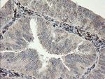 SNX8 Antibody in Immunohistochemistry (Paraffin) (IHC (P))