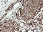 SNX8 Antibody in Immunohistochemistry (Paraffin) (IHC (P))