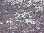 SNX8 Antibody in Immunohistochemistry (Paraffin) (IHC (P))