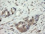 SNX8 Antibody in Immunohistochemistry (Paraffin) (IHC (P))