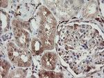 SNX8 Antibody in Immunohistochemistry (Paraffin) (IHC (P))