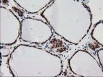 SNX8 Antibody in Immunohistochemistry (Paraffin) (IHC (P))