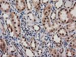 SNX8 Antibody in Immunohistochemistry (Paraffin) (IHC (P))