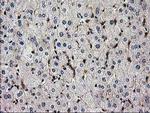 SNX8 Antibody in Immunohistochemistry (Paraffin) (IHC (P))