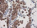 SNX8 Antibody in Immunohistochemistry (Paraffin) (IHC (P))