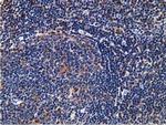 SNX8 Antibody in Immunohistochemistry (Paraffin) (IHC (P))