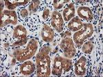 SNX8 Antibody in Immunohistochemistry (Paraffin) (IHC (P))