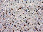 SNX8 Antibody in Immunohistochemistry (Paraffin) (IHC (P))