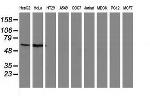 SNX8 Antibody in Western Blot (WB)