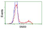 SNX9 Antibody in Flow Cytometry (Flow)