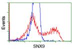 SNX9 Antibody in Flow Cytometry (Flow)