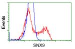 SNX9 Antibody in Flow Cytometry (Flow)