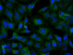 SNX9 Antibody in Immunocytochemistry (ICC/IF)