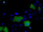 SNX9 Antibody in Immunocytochemistry (ICC/IF)