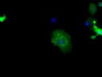 SNX9 Antibody in Immunocytochemistry (ICC/IF)