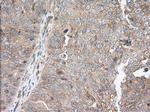 SNX9 Antibody in Immunohistochemistry (Paraffin) (IHC (P))