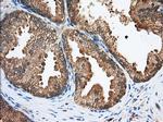 SNX9 Antibody in Immunohistochemistry (Paraffin) (IHC (P))