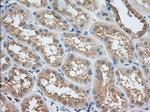 SNX9 Antibody in Immunohistochemistry (Paraffin) (IHC (P))