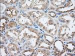 SNX9 Antibody in Immunohistochemistry (Paraffin) (IHC (P))