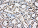 SNX9 Antibody in Immunohistochemistry (Paraffin) (IHC (P))