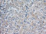 SNX9 Antibody in Immunohistochemistry (Paraffin) (IHC (P))