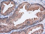 SNX9 Antibody in Immunohistochemistry (Paraffin) (IHC (P))