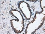 SNX9 Antibody in Immunohistochemistry (Paraffin) (IHC (P))