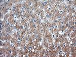 SNX9 Antibody in Immunohistochemistry (Paraffin) (IHC (P))