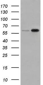 SNX9 Antibody in Western Blot (WB)