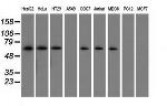 SNX9 Antibody in Western Blot (WB)