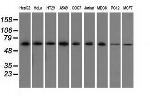 SNX9 Antibody in Western Blot (WB)