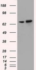 SNX9 Antibody in Western Blot (WB)