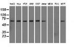 SNX9 Antibody in Western Blot (WB)