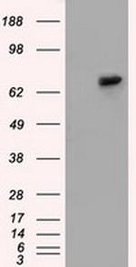 SNX9 Antibody in Western Blot (WB)