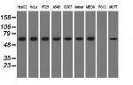 SNX9 Antibody in Western Blot (WB)