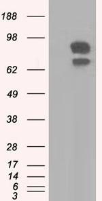 SNX9 Antibody in Western Blot (WB)