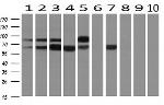 SNX9 Antibody in Western Blot (WB)