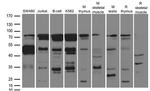 SOCS1 Antibody in Western Blot (WB)