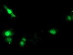 SOCS3 Antibody in Immunocytochemistry (ICC/IF)