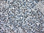 SOD1 Antibody in Immunohistochemistry (Paraffin) (IHC (P))